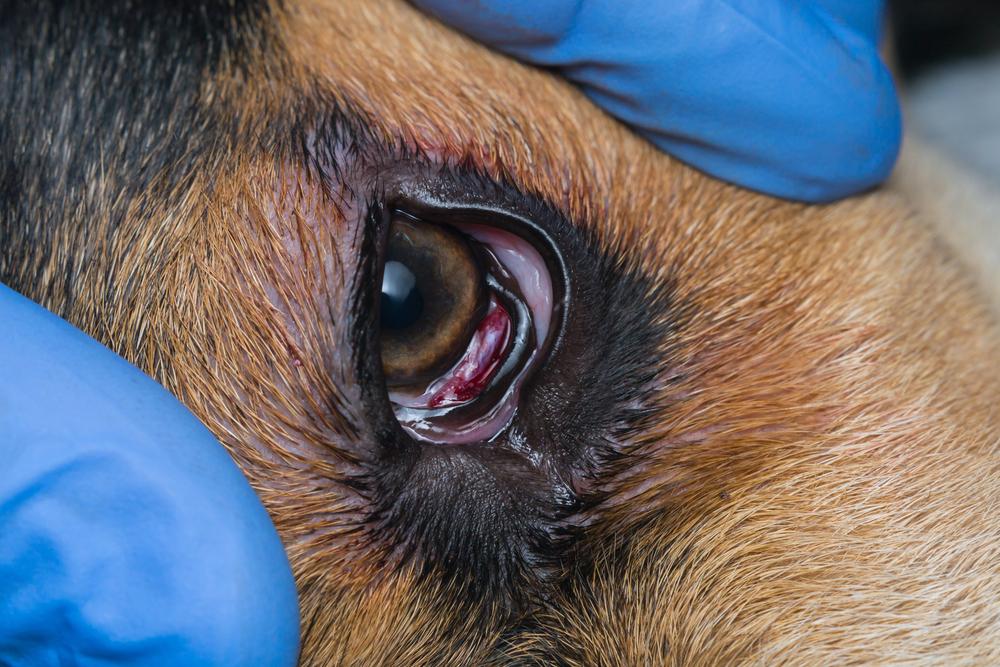 Нужно ли обращаться в клинику, если у собак текут слезы?