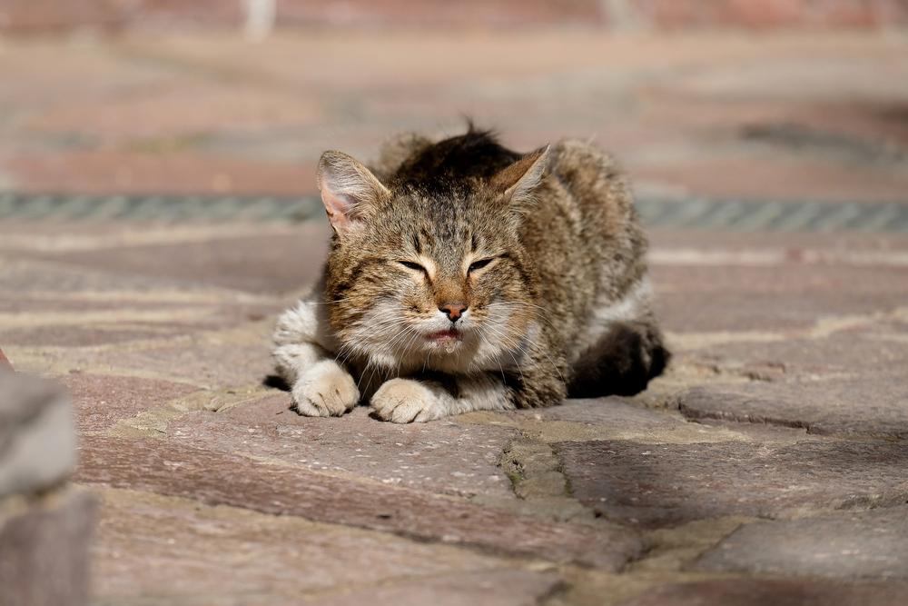 У кошки текут слюни при болезнях ЖКТ