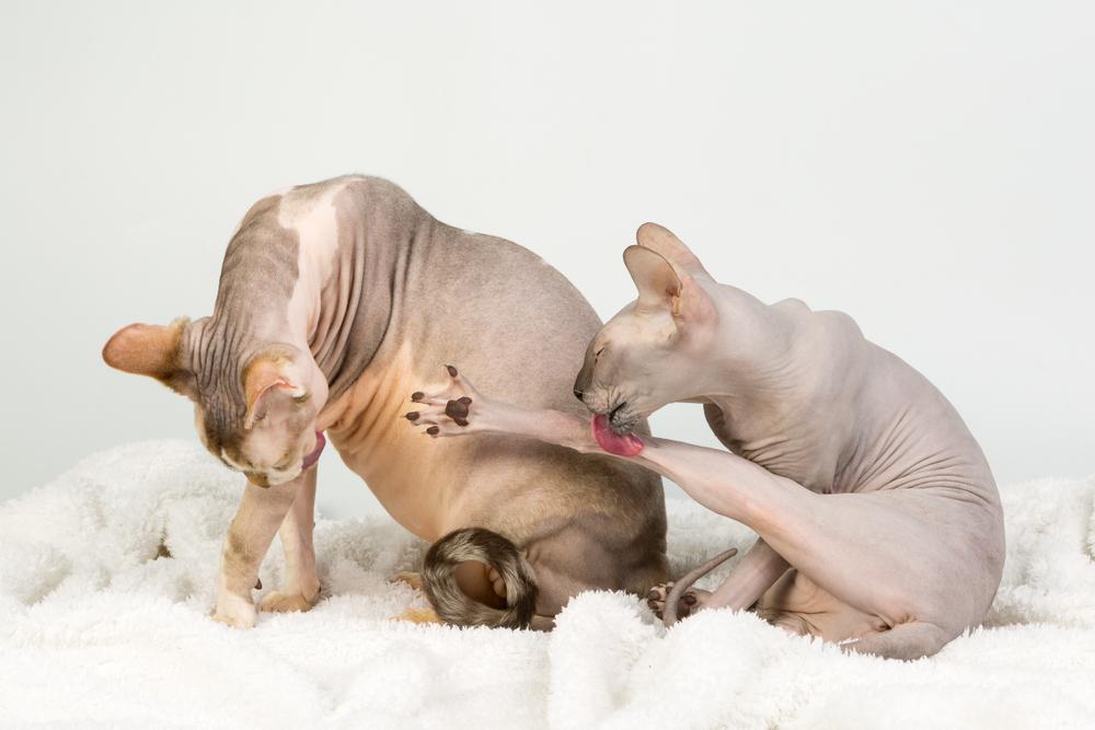 Здоровье сфинксов 