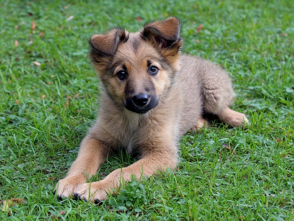 Это щенок испанской пастушьей собаки