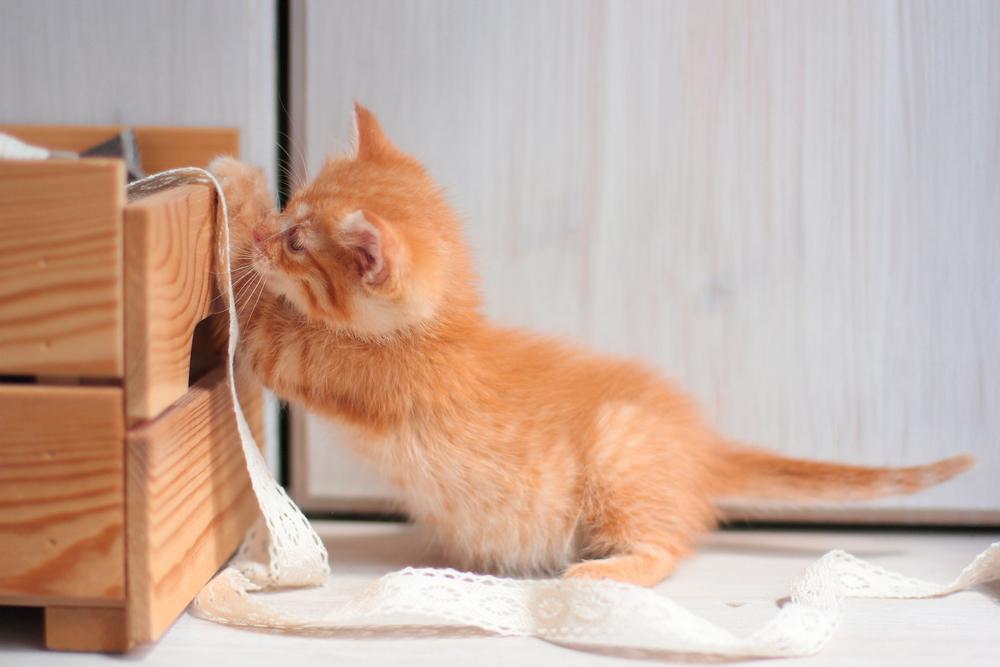 Маленького маленький снежок малюкуську малюкуську. Активный котенок. Котенок очень активный. Ветклиника купчино. Активная кошка.
