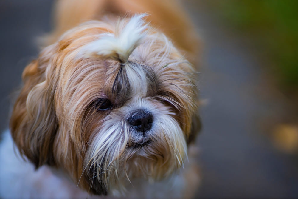 У ши-тцу возникают болезни, связанные с дыханием
