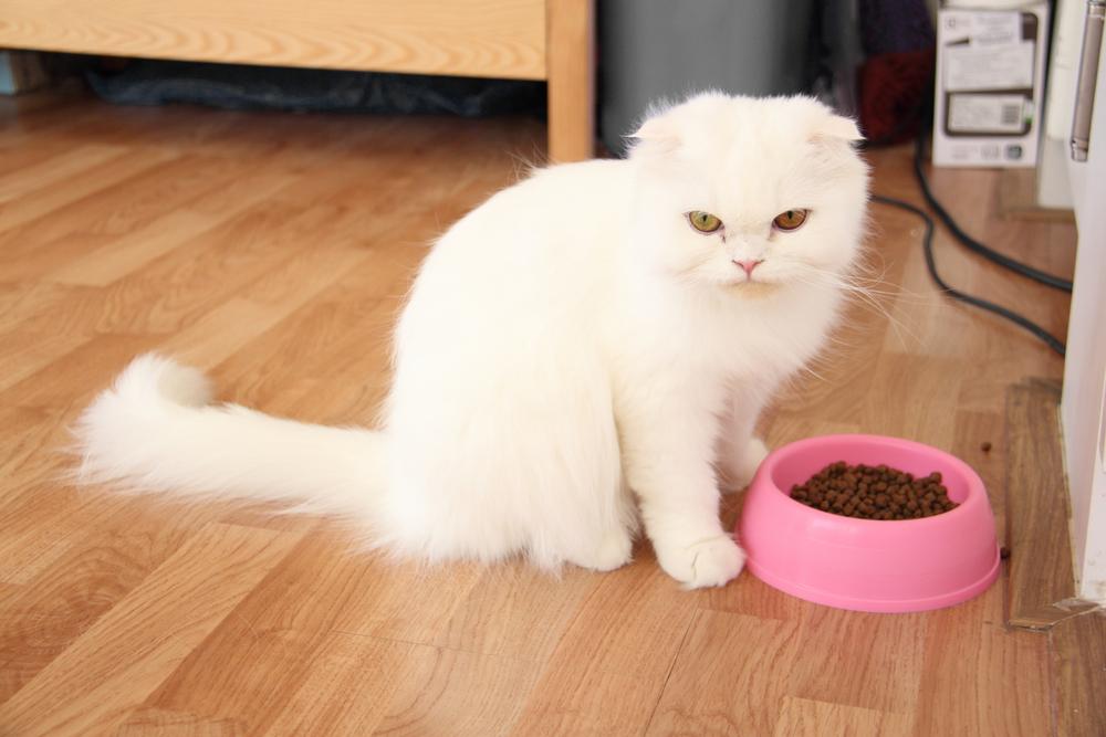 Особенности кормления хайленд-фолда