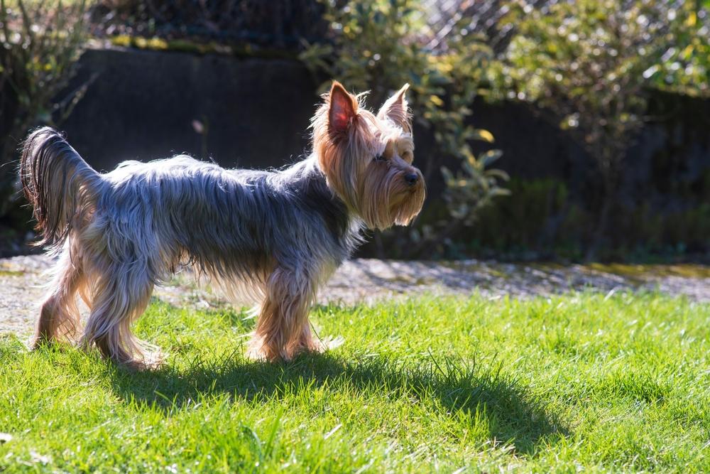 Вызывают ли йорки аллергию?