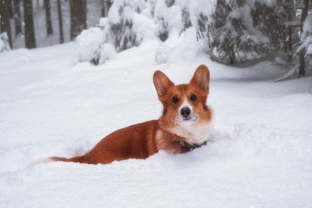 Чем отличается вельш-корги-пемброк от кардигана в плане характера (на фото: пемброк) Чем отличается вельш-корги-пемброк от кардигана в плане характера (на фото: пемброк)