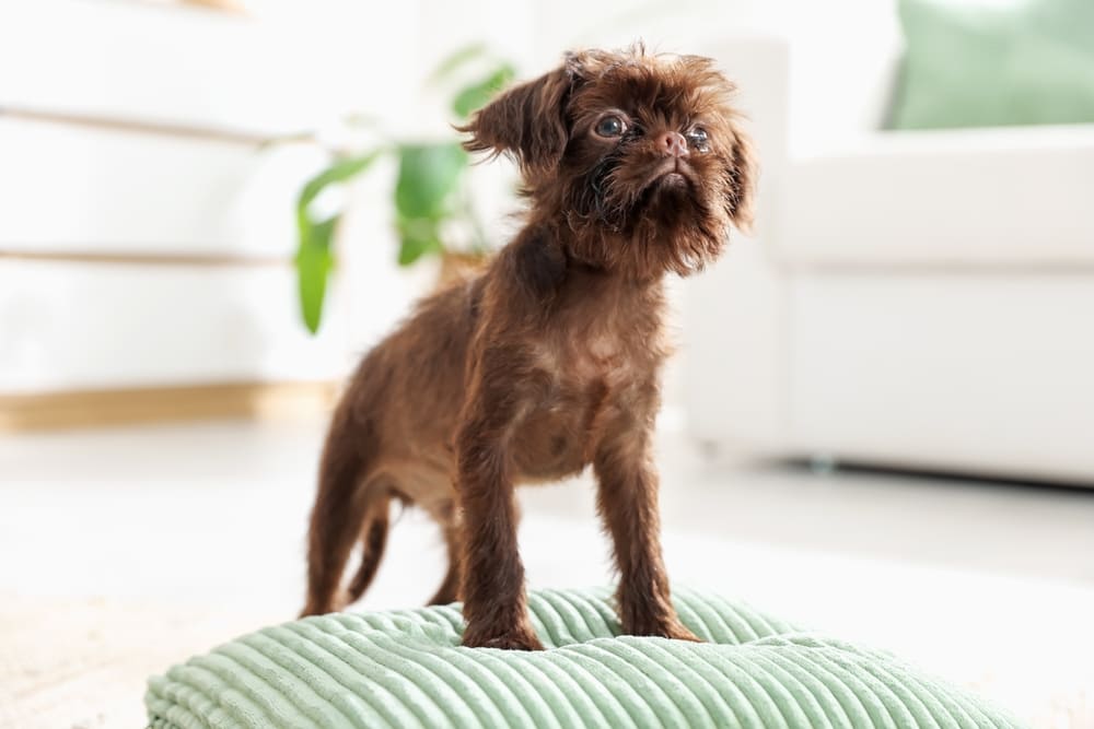 Шерсть гриффона нуждается в уходе