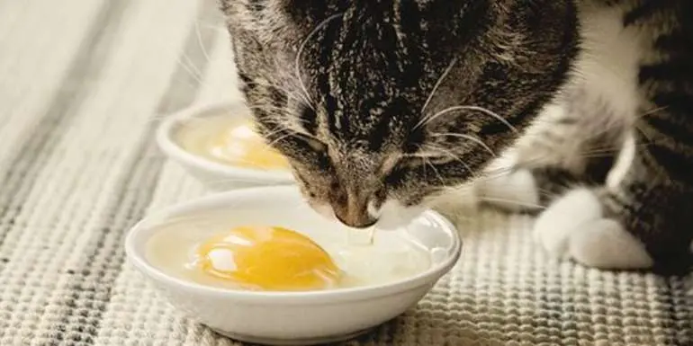 Возможные проблемы при натуральном кормлении кошек