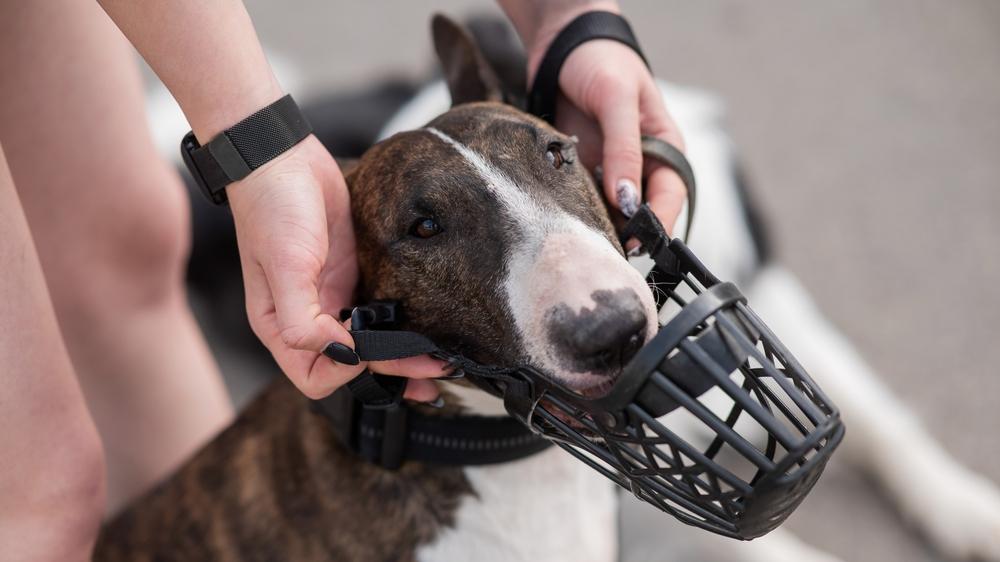 Какой закон определяет породы собак, обязанных носить намордник
