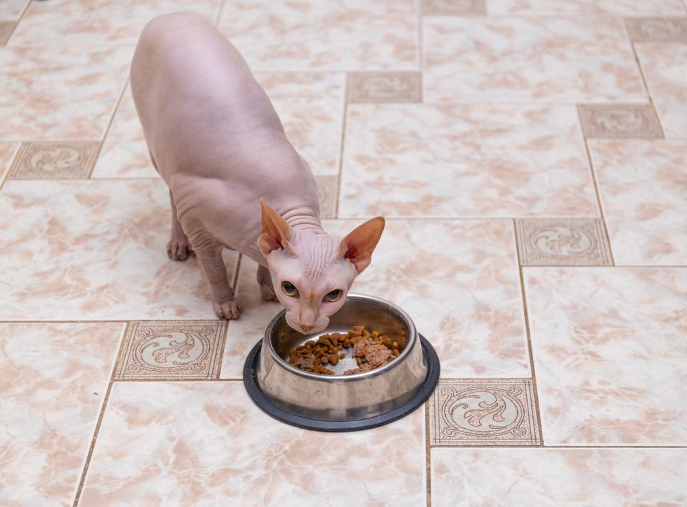 Буфетный тип питания сфинкса Буфетный тип питания сфинкса