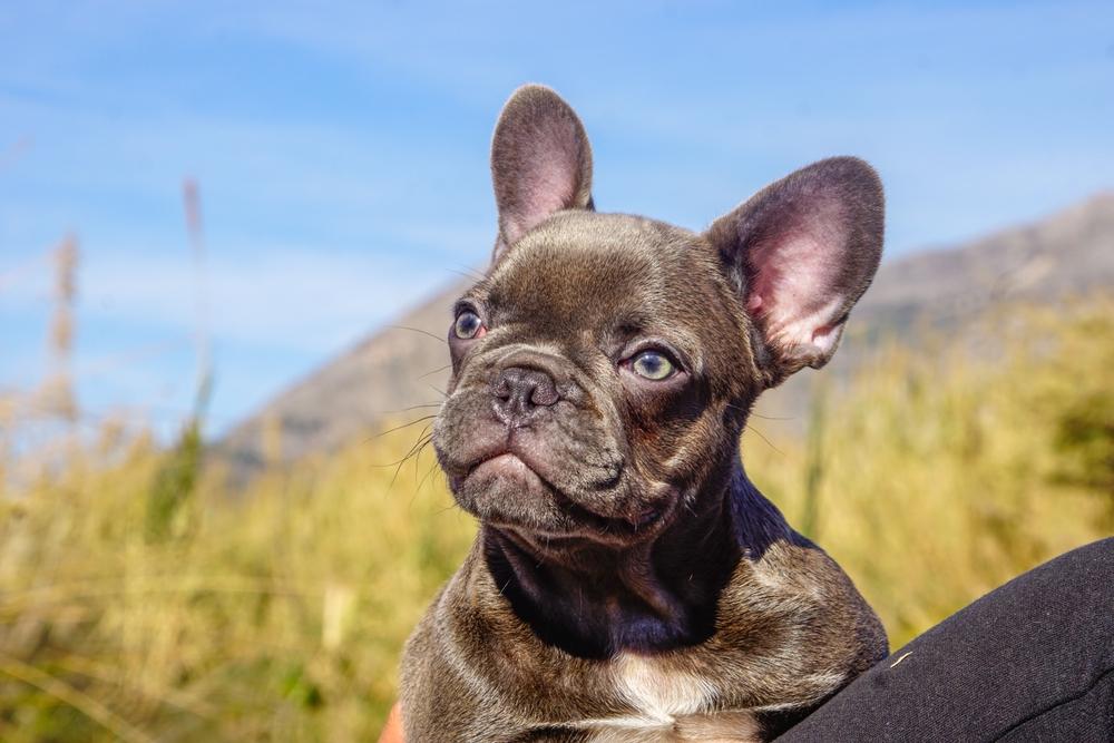 Забавные клички для французского бульдога-мальчика