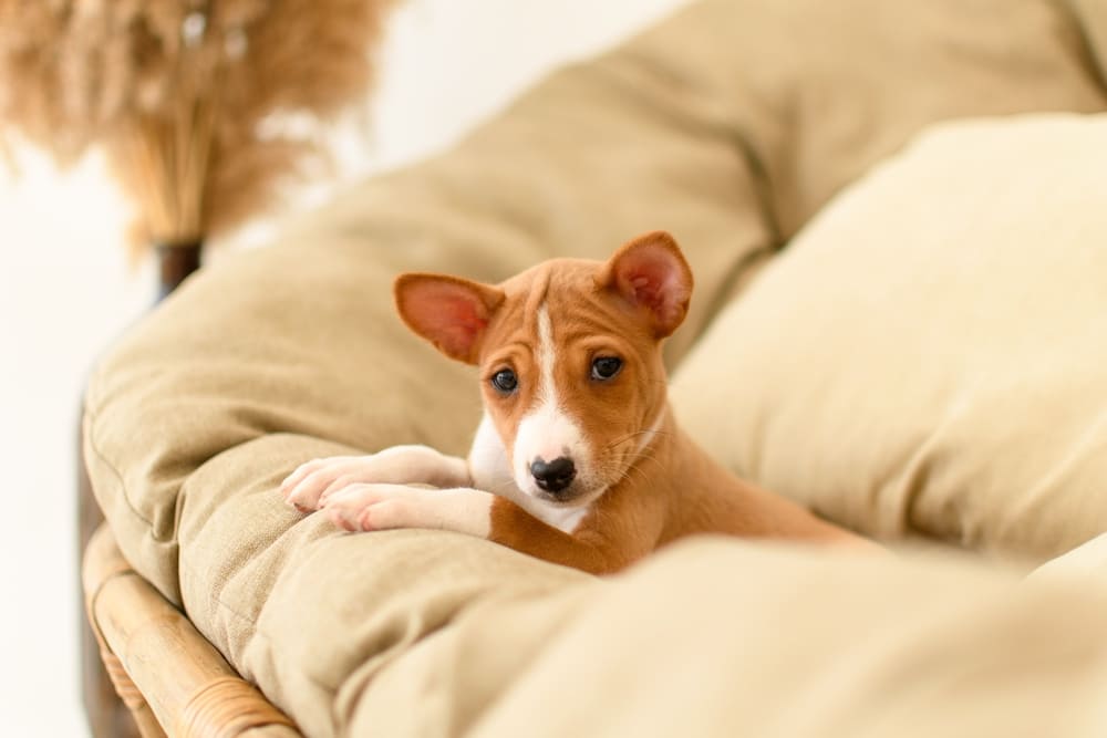 Сколько весит басенджи?