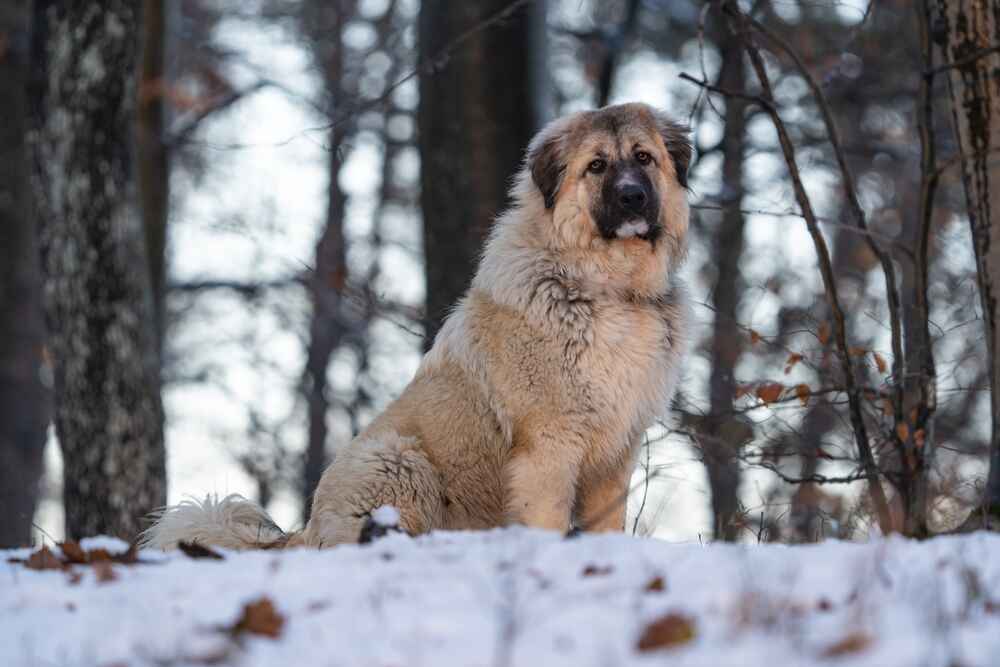 Кавказец привязан к владельцу