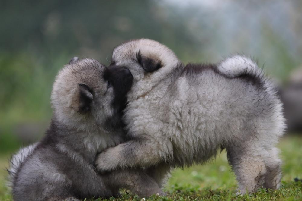 Кеесхонды - собаки, похожие на медведей