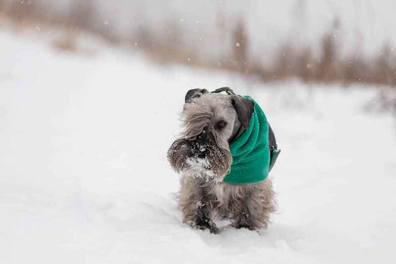 Как обучать чешского терьера?