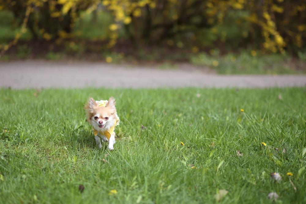 Чихуахуа может быть злой из-за неправильного воспитания