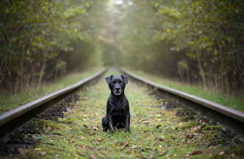 Фото паттердейл-терьера на железной дороге