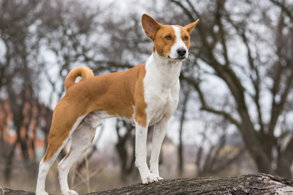 Басенджи могут участвовать в племенном разведении