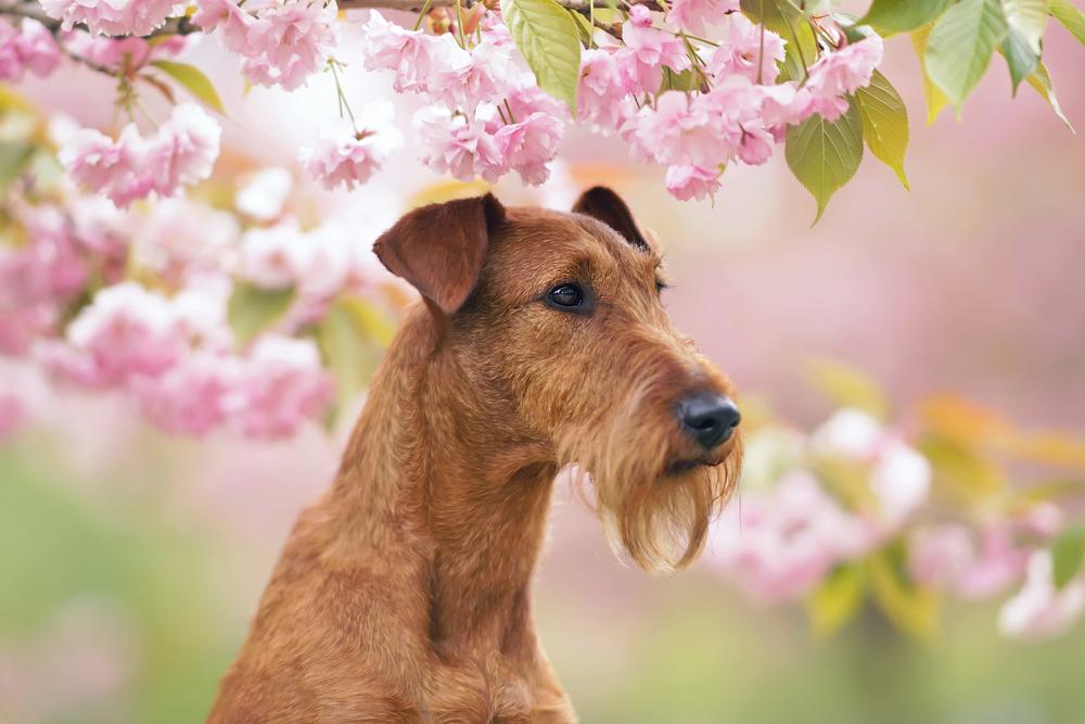 Какой характер у ирландского терьера?