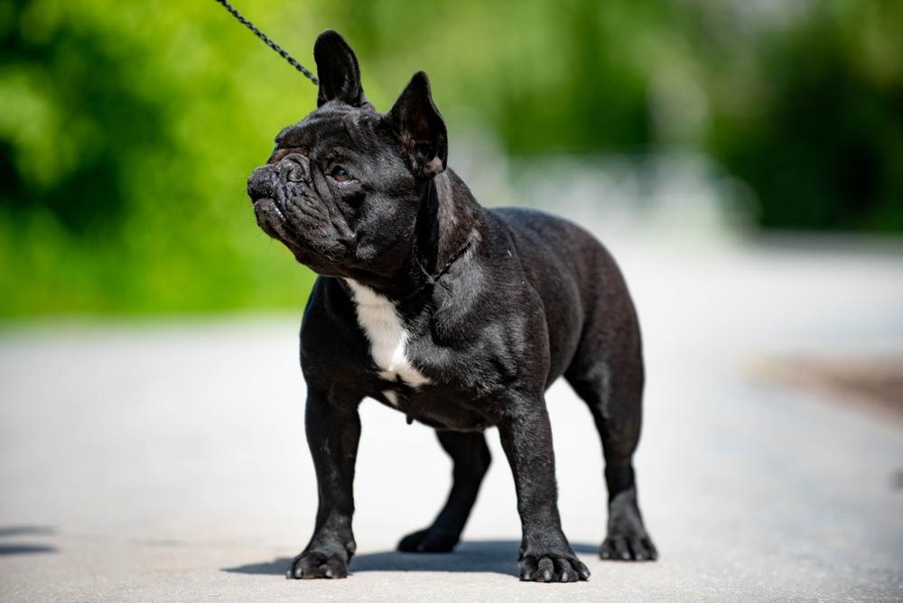 Черный бульдог на поводке