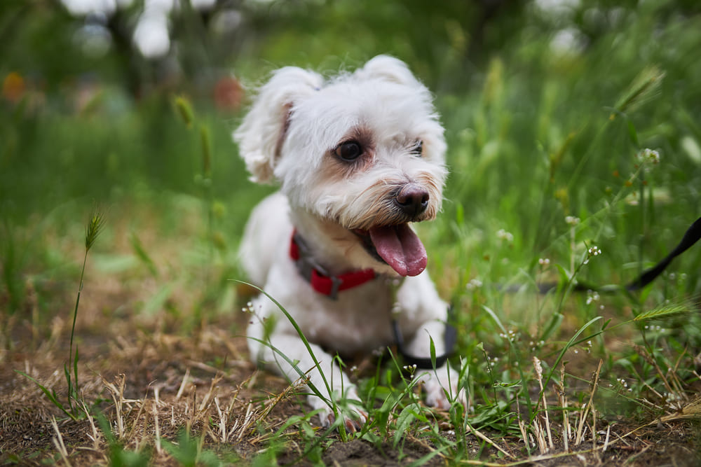 Владельцу необходимо знать, сколько длится беременность у мальтийской болонки