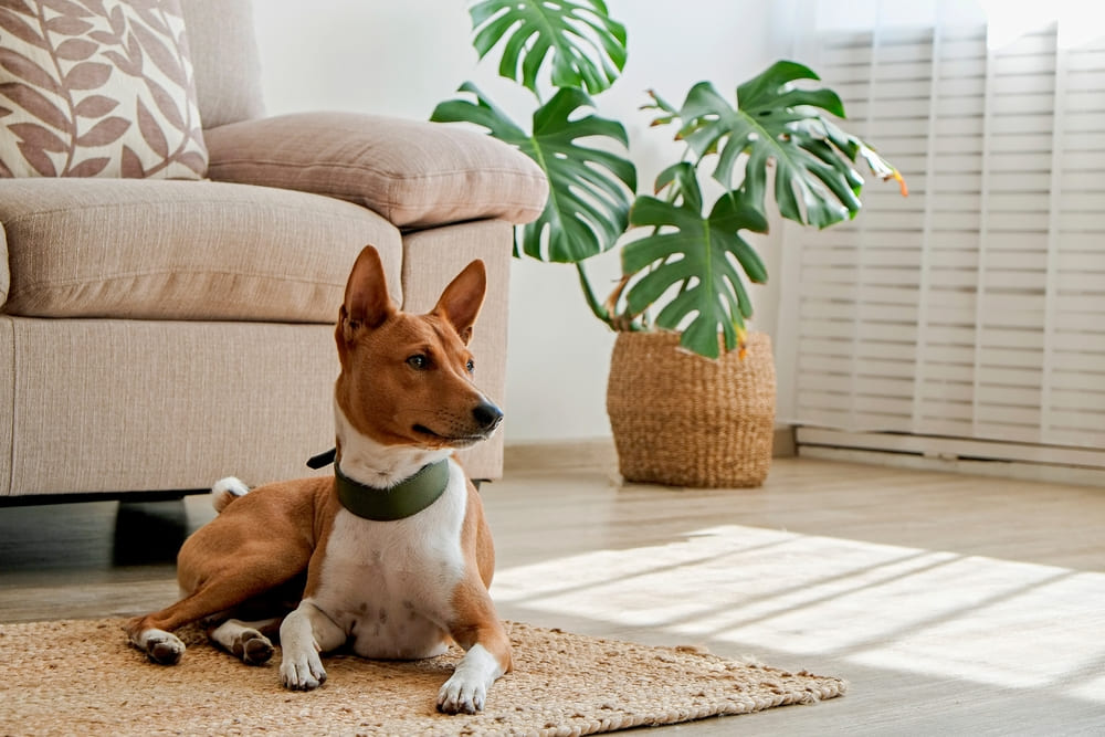 Для басенджи важна профилактика