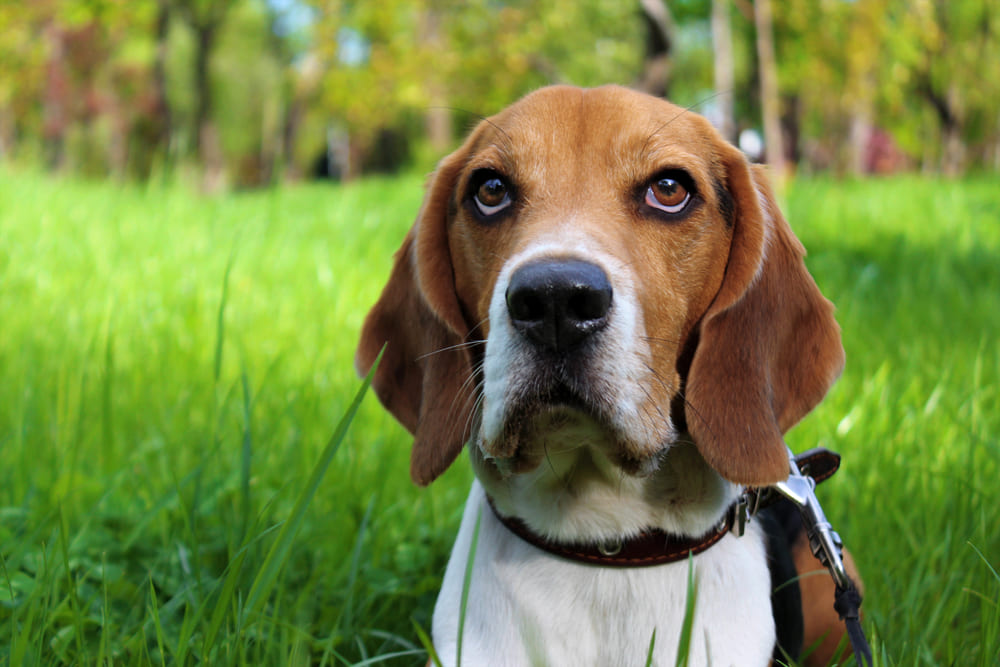 Вес бигля зависит от нескольких факторов