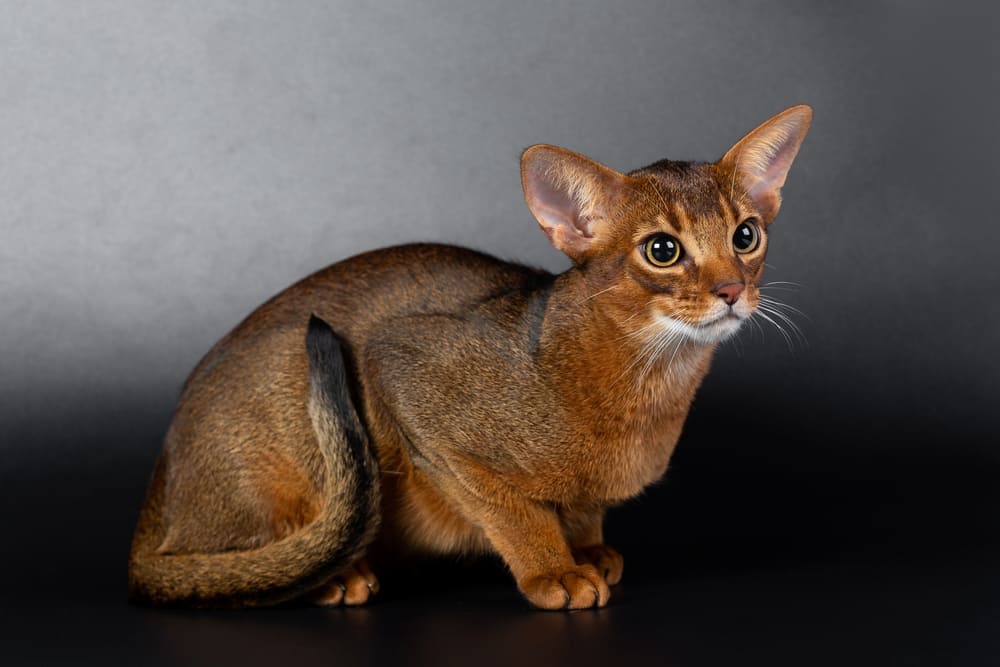 Определить начало течки у абиссинской кошки легко