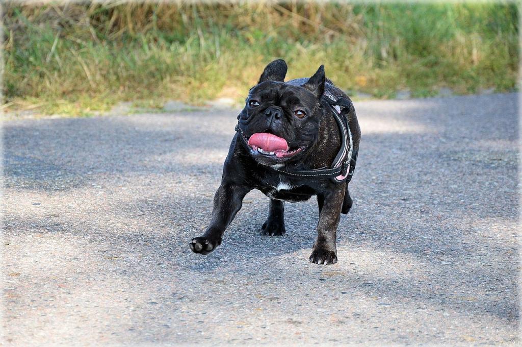 Самые смешные породы собак: французский бульдог