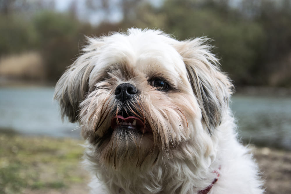 Сколько живут ши-тцу по человеческим меркам?