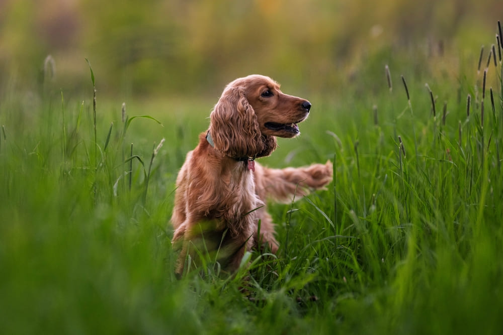 Течка у спаниеля может сопровождаться осложнениями