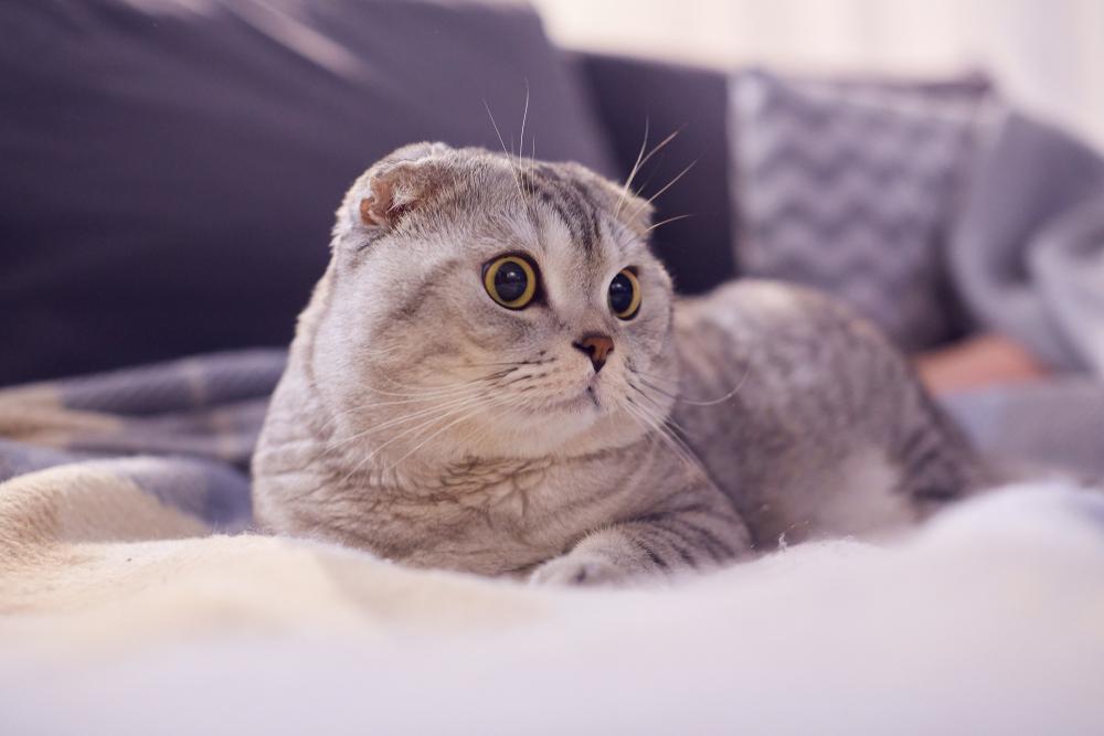 Брахицефальные породы кошек: шотландская кошка