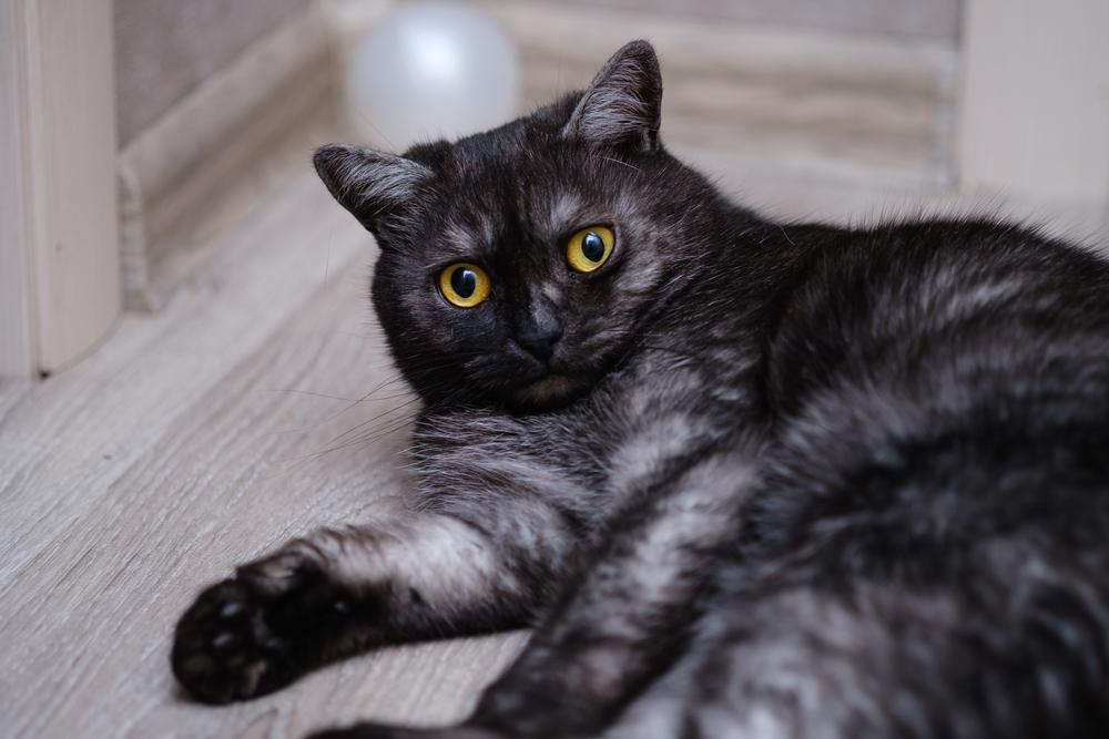 Тикированные окрасы у шотландских кошек: черный дым