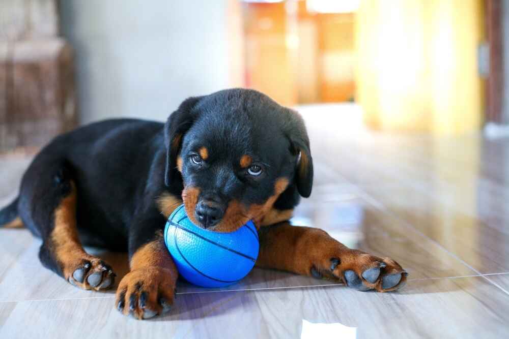 Ротвейлеру ставят прививки по графику