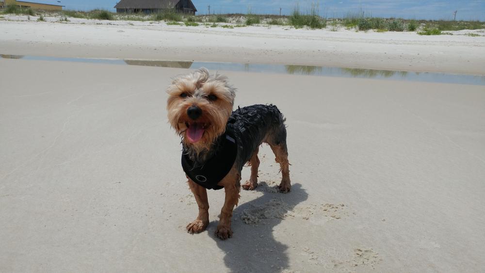 Выгул и активность йоркипу