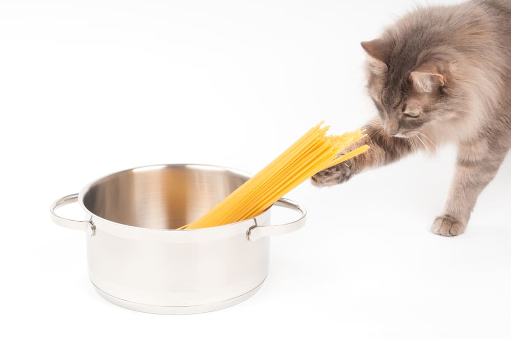 Кошке можно предлагать макароны