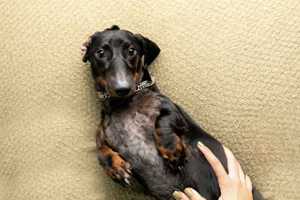 Владельцу важно контролировать, сколько длится беременность у таксы