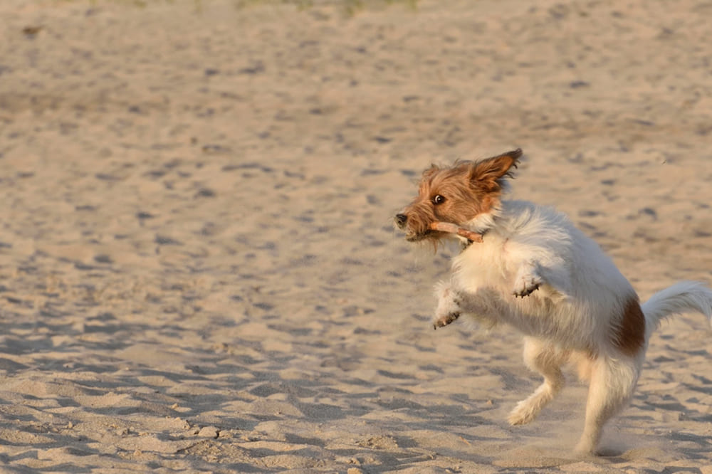 Кромфорлендер на прогулке
