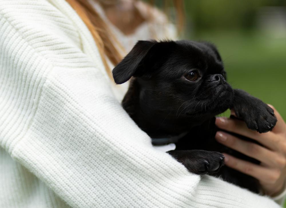 Что значит «совладение собакой» Что значит «совладение собакой»