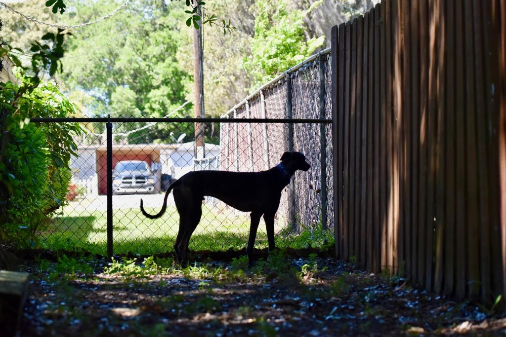 Плюсы и минусы борзых Плюсы и минусы борзых