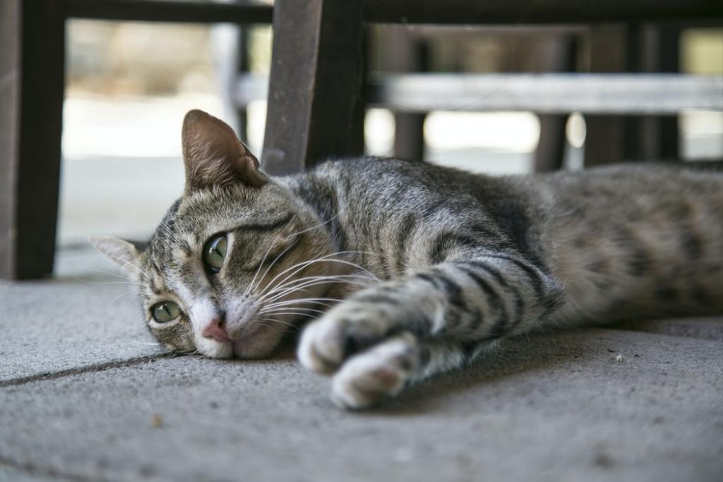 Лечение последствий сальмонеллеза у кошек
