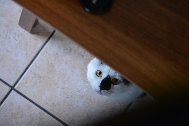 Почему кот все время просит есть, хотя не голоден