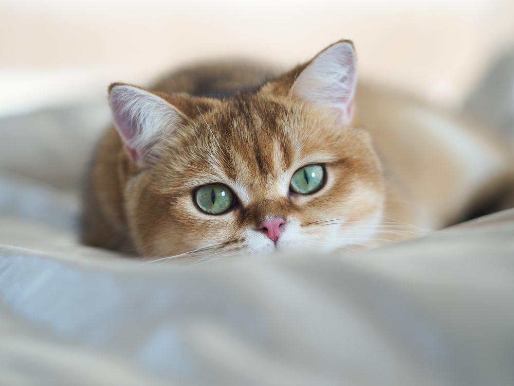 Самые здоровые породы кошек: британская короткошерстная