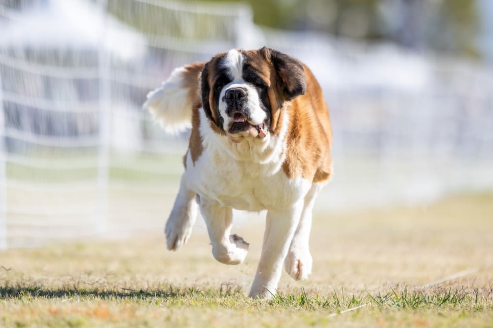 Содержание влияет на то, сколько живут сенбернары