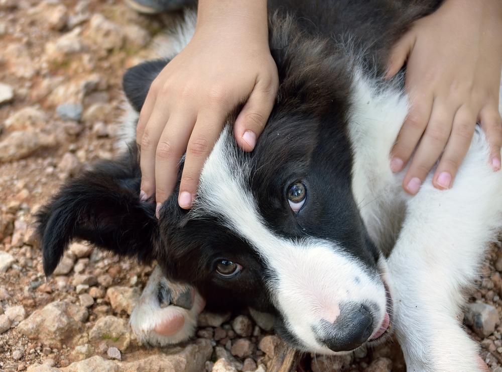 лечение абсцесса у собак в домашних условиях лечение абсцесса у собак в домашних условиях