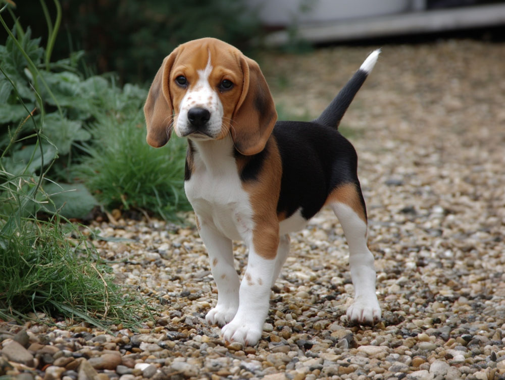 Щенок харьера