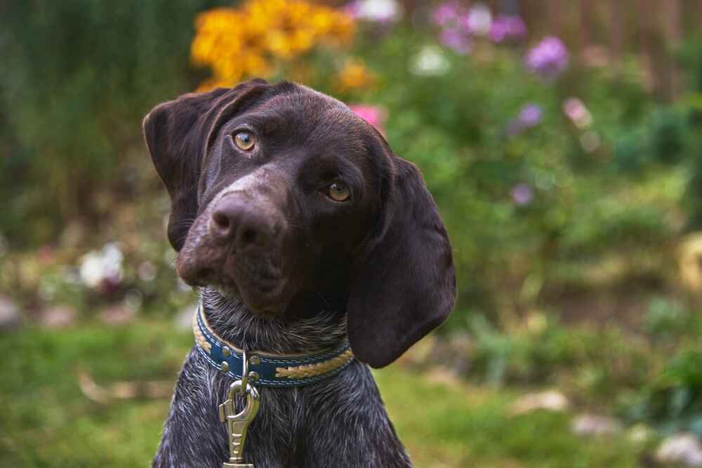 Активность может повлиять на то, сколько живут курцхаары