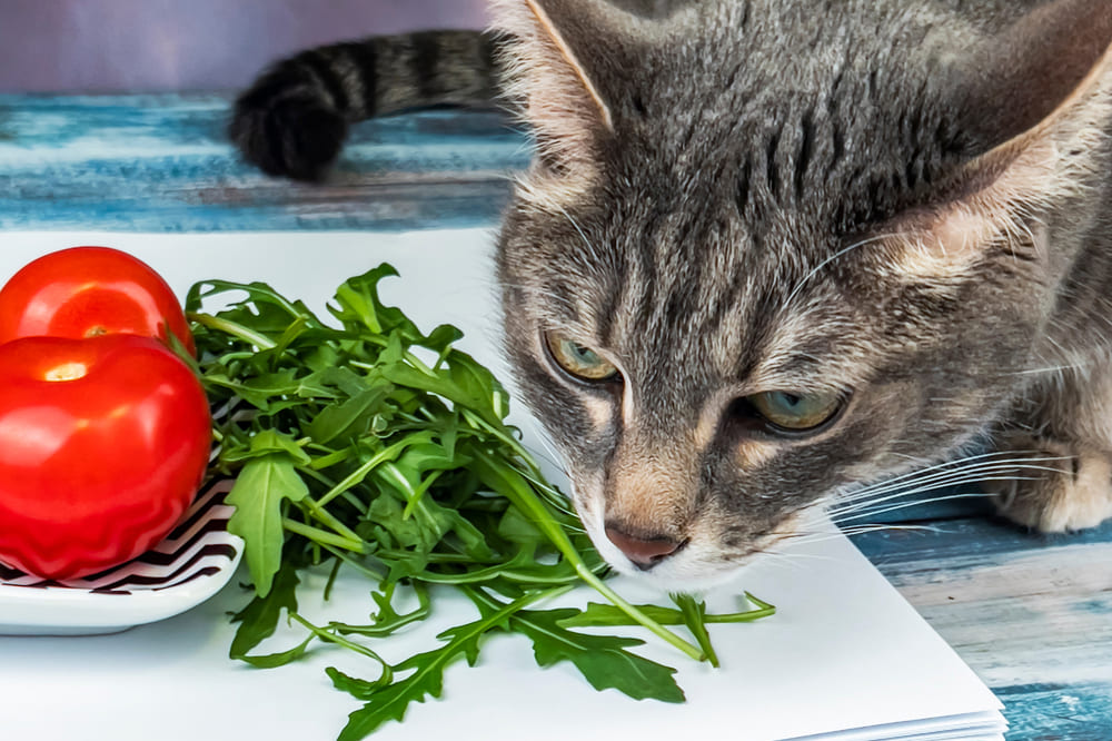 Важно знать, можно ли кошкам рукколу