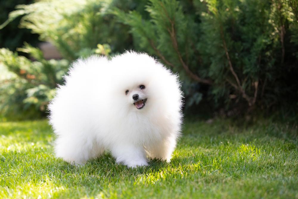 Белый шпиц на фото