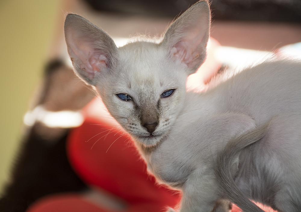 как выбрать яванского котенка