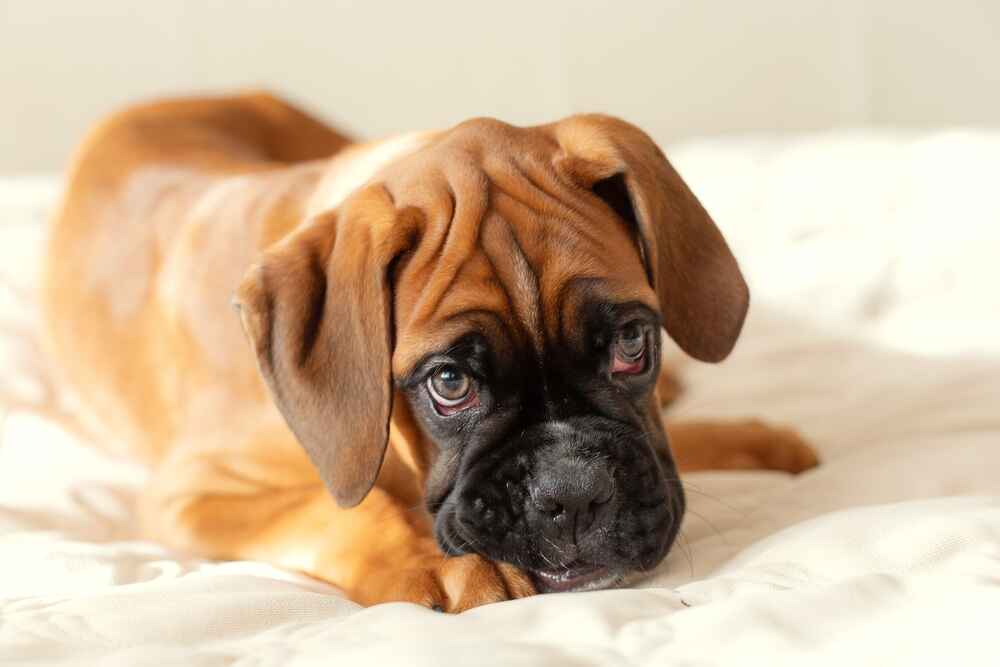 Владелец в силах повлиять на то, сколько живет собака боксер